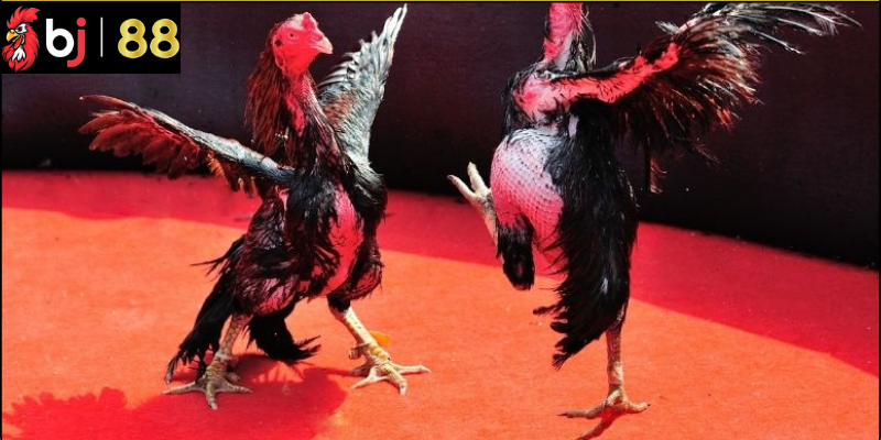 Lợi Ích Của Đá Gà Đòn Trong Văn Hóa Việt Nam